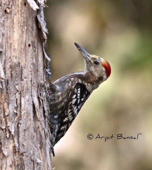 Yellow-crowned Woodpecker - ML377396081