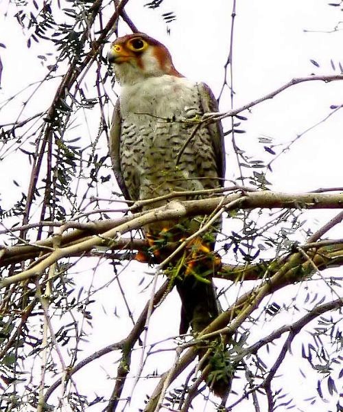 Red-necked Falcon - ML377396331