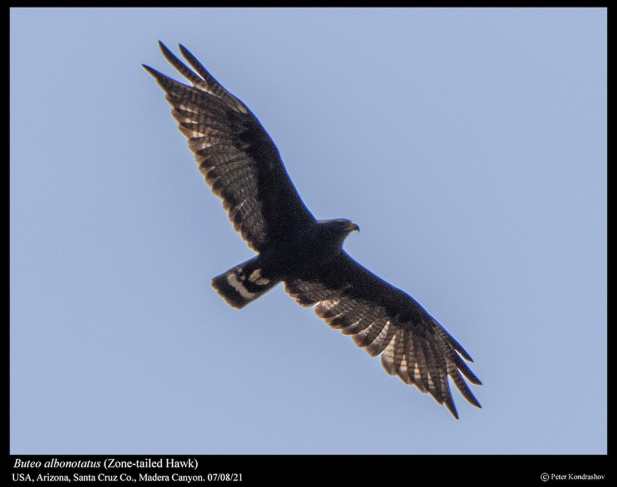 Zone-tailed Hawk - ML377397451