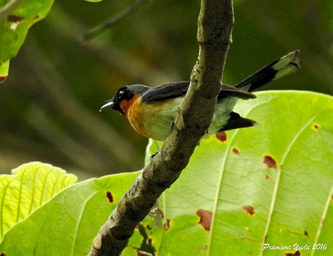 Spectacled Monarch (Halmahera) - ML377398501
