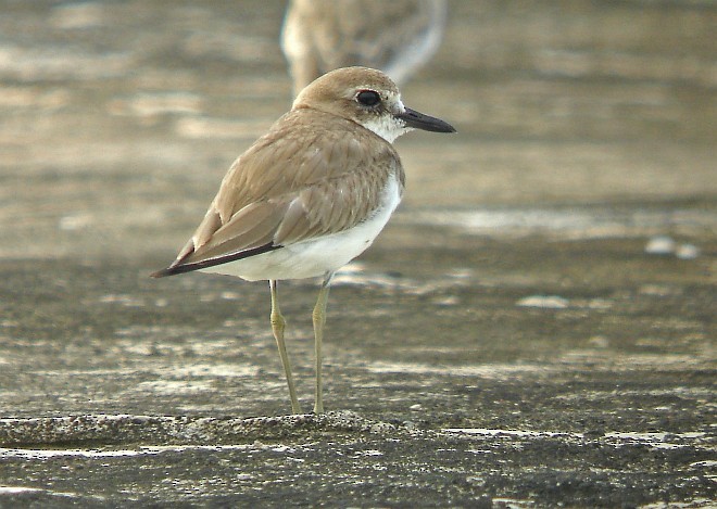 Greater Sand-Plover - Pete Morris
