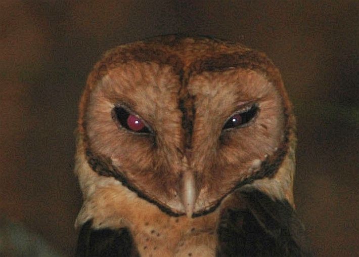Minahasa Masked-Owl - ML377399961