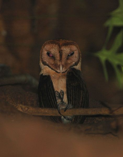 Minahasa Masked-Owl - ML377399971