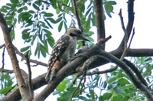 Freckle-breasted Woodpecker - Fahrul Amama