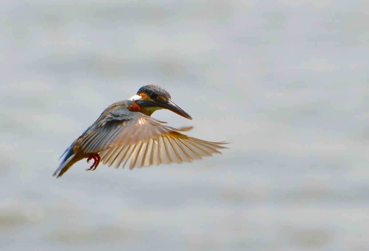 Common Kingfisher - Harshavardhan Jamakhandi