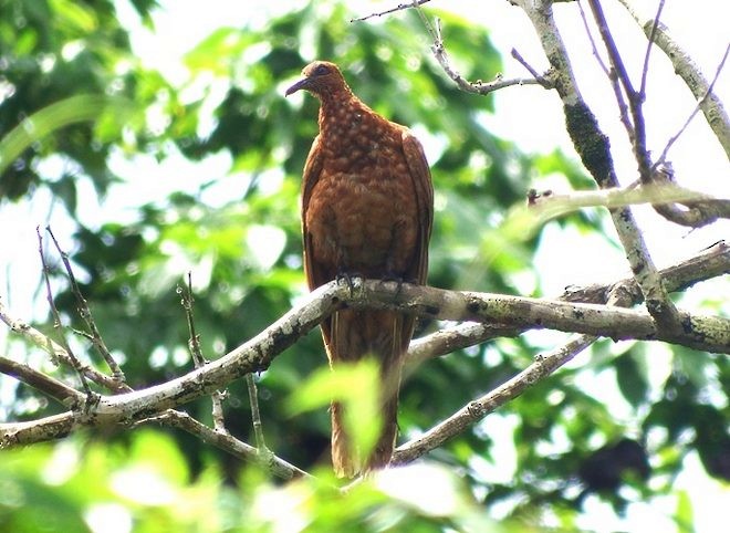 Enggano Cuckoo-Dove - Muhammad Iqbal