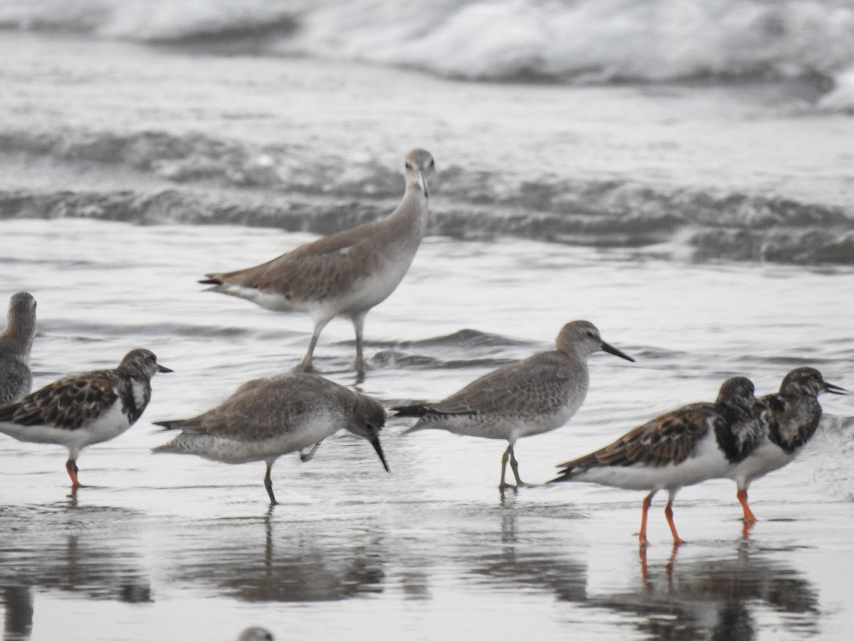Red Knot - ML377407941
