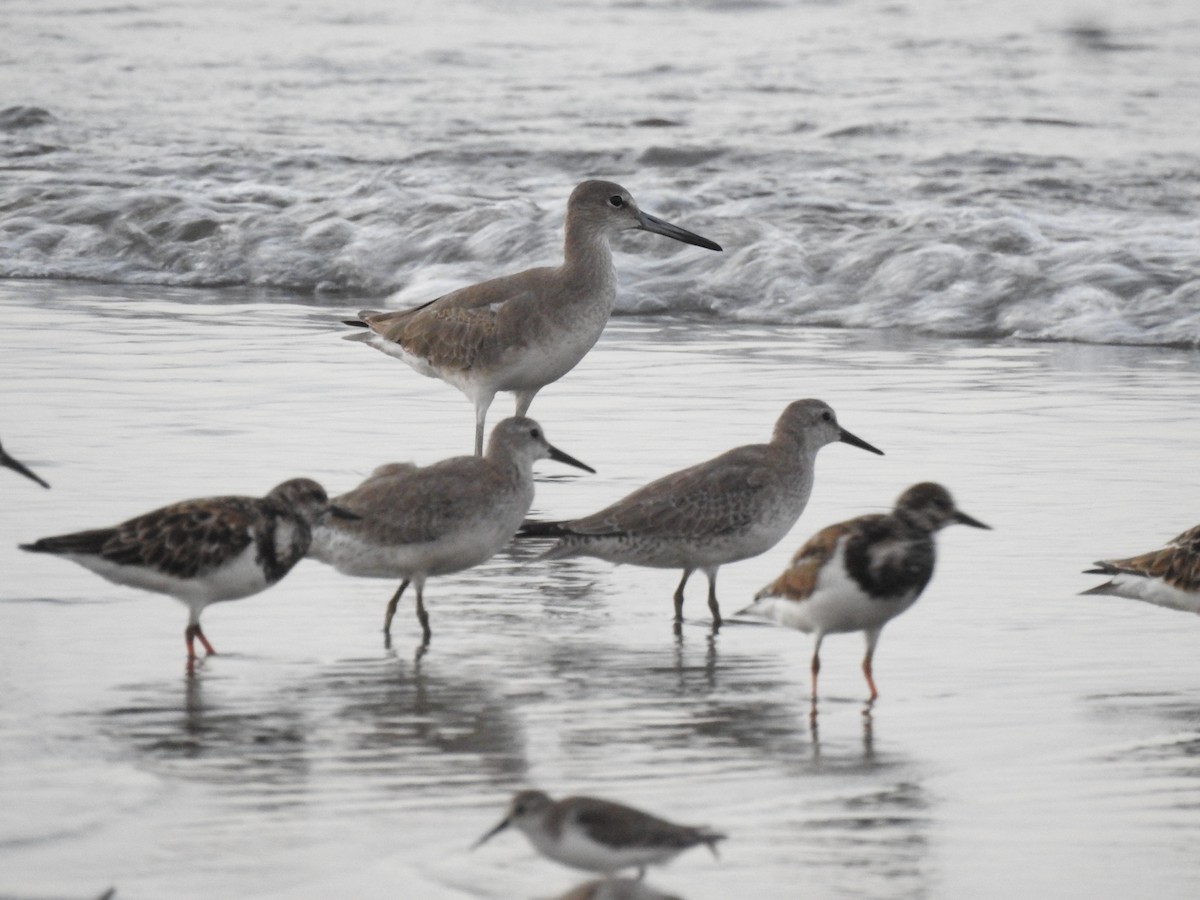 Red Knot - ML377408021