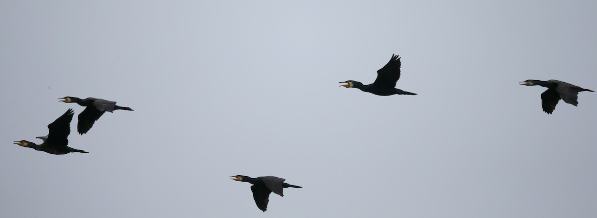 Great Cormorant - Ting-Wei (廷維) HUNG (洪)