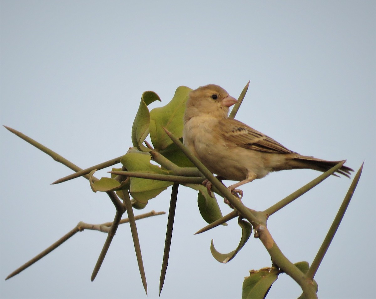 Sudan Golden Sparrow - Bram Piot