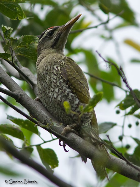 Scaly-bellied Woodpecker - ML377411011