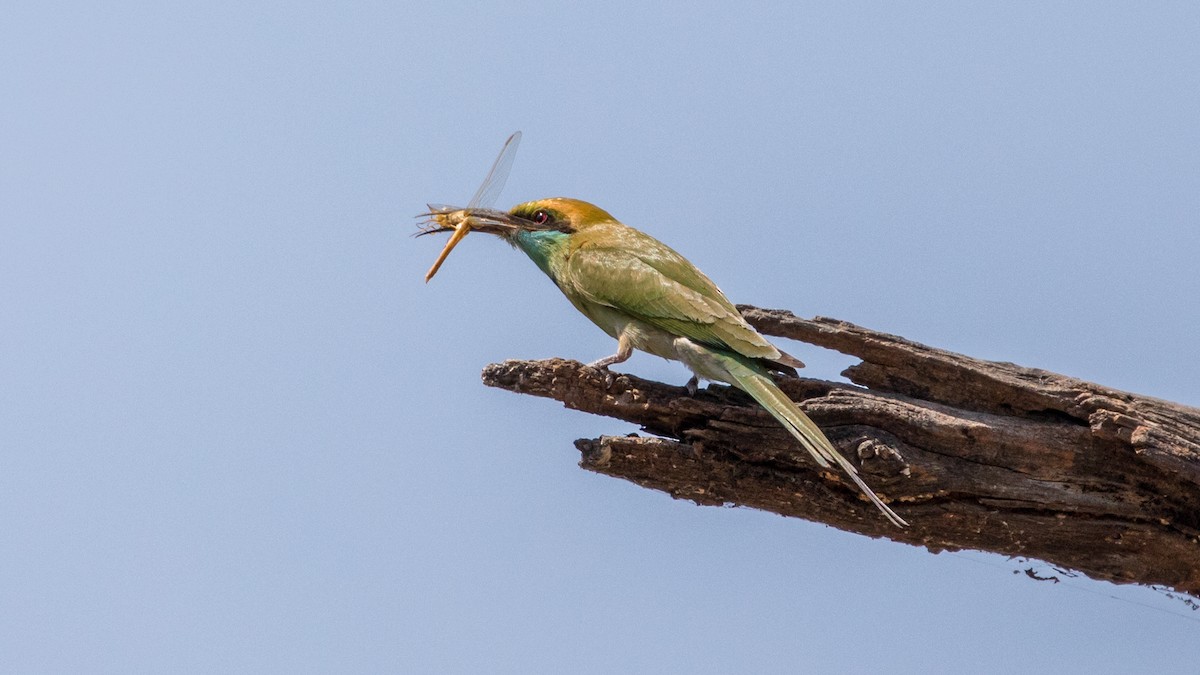 Asian Green Bee-eater - ML377413421