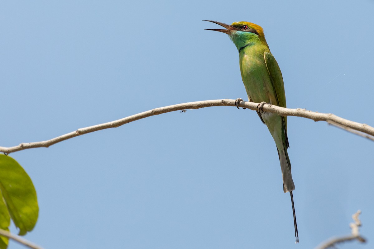 Asian Green Bee-eater - ML377413441