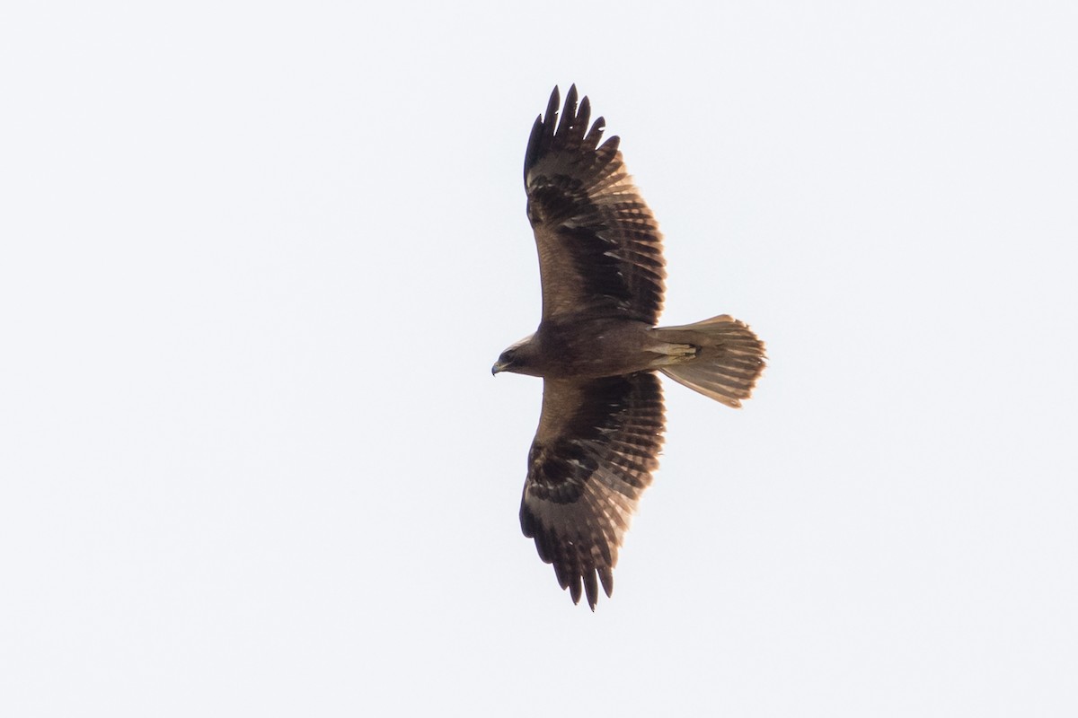 Booted Eagle - Louis Bevier