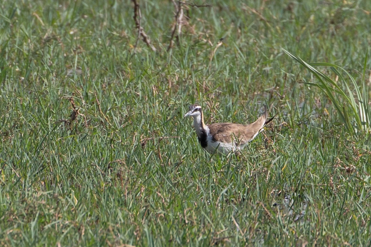 Pheasant-tailed Jacana - ML377418781