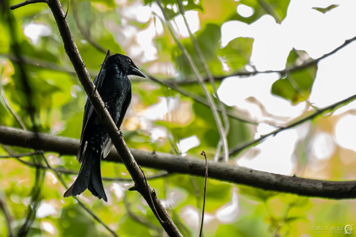 Crow-billed Drongo - Pattaraporn Vangtal