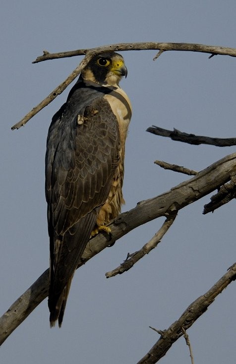 Peregrine Falcon (Shaheen) - Gaurav Bhatnagar