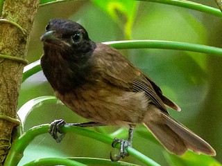Morningbird - eBird