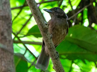 Morningbird - eBird