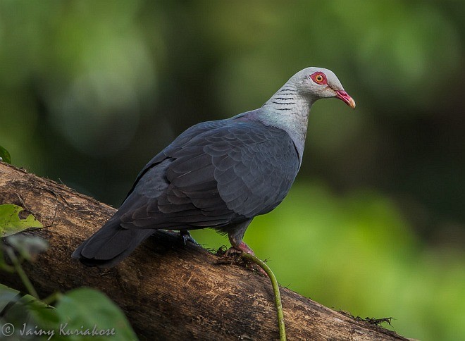 Andaman Wood-Pigeon - ML377428711