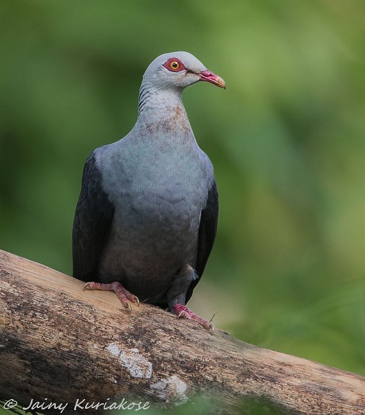 Andaman Wood-Pigeon - ML377428721