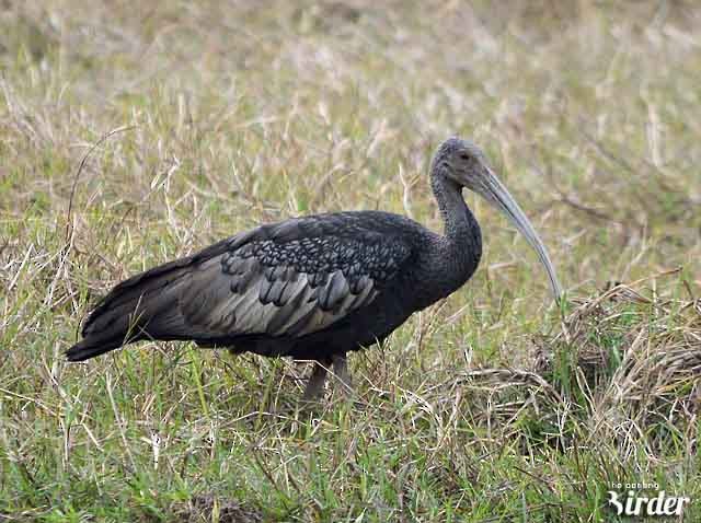 ibis obrovský - ML377429241