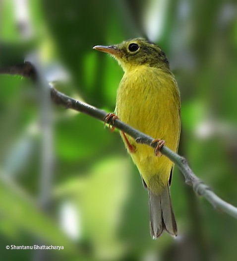 Green-crowned Warbler - Shantanu Bhattacharya