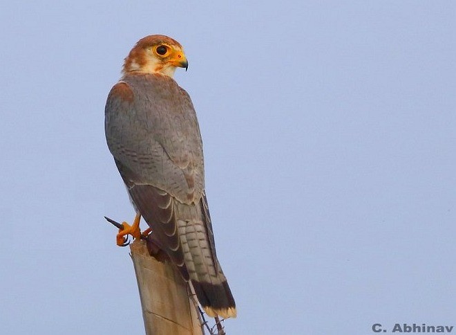 Red-necked Falcon (Asian) - ML377431061