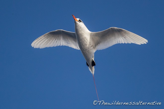 Red-tailed Tropicbird - ML377431801