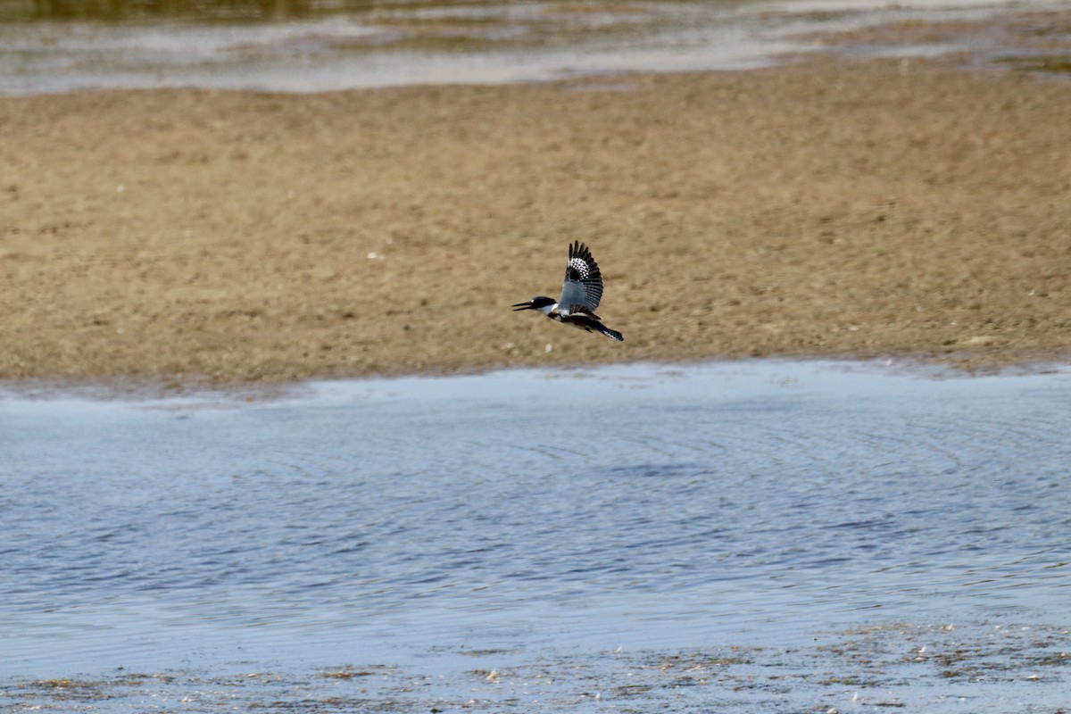 Belted Kingfisher - ML377434211