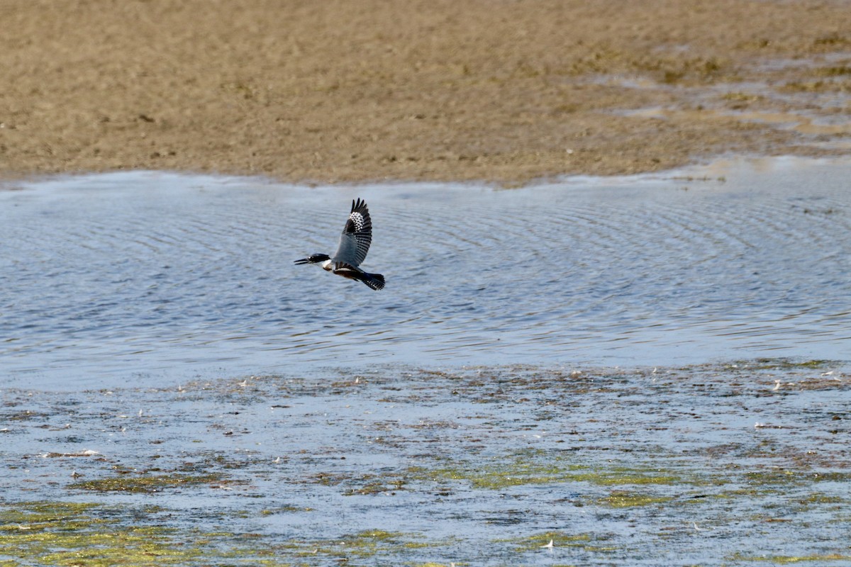 Belted Kingfisher - ML377434231