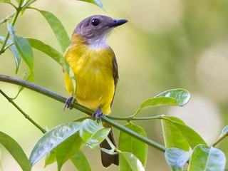  - Yellow-bellied Whistler