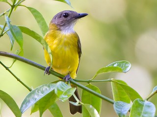 成鳥 (Philippinensis) - Frédéric PELSY - ML377435921