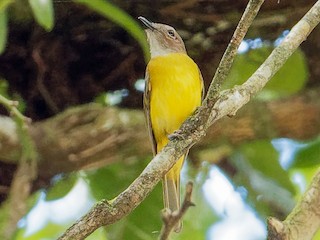  - Yellow-bellied Whistler