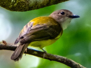  - Yellow-bellied Whistler