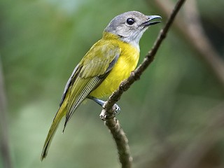  - Yellow-bellied Whistler