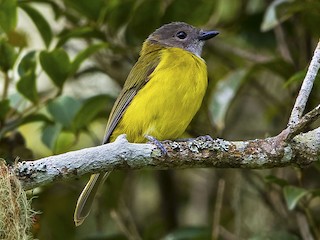  - Yellow-bellied Whistler