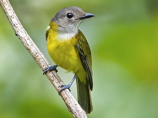  - Yellow-bellied Whistler