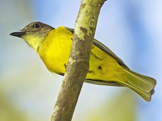  - Yellow-bellied Whistler