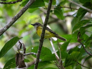  - Yellow-bellied Whistler