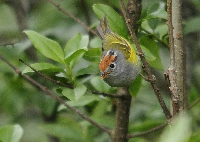 Chestnut-crowned Warbler - prosenjit singhadeo