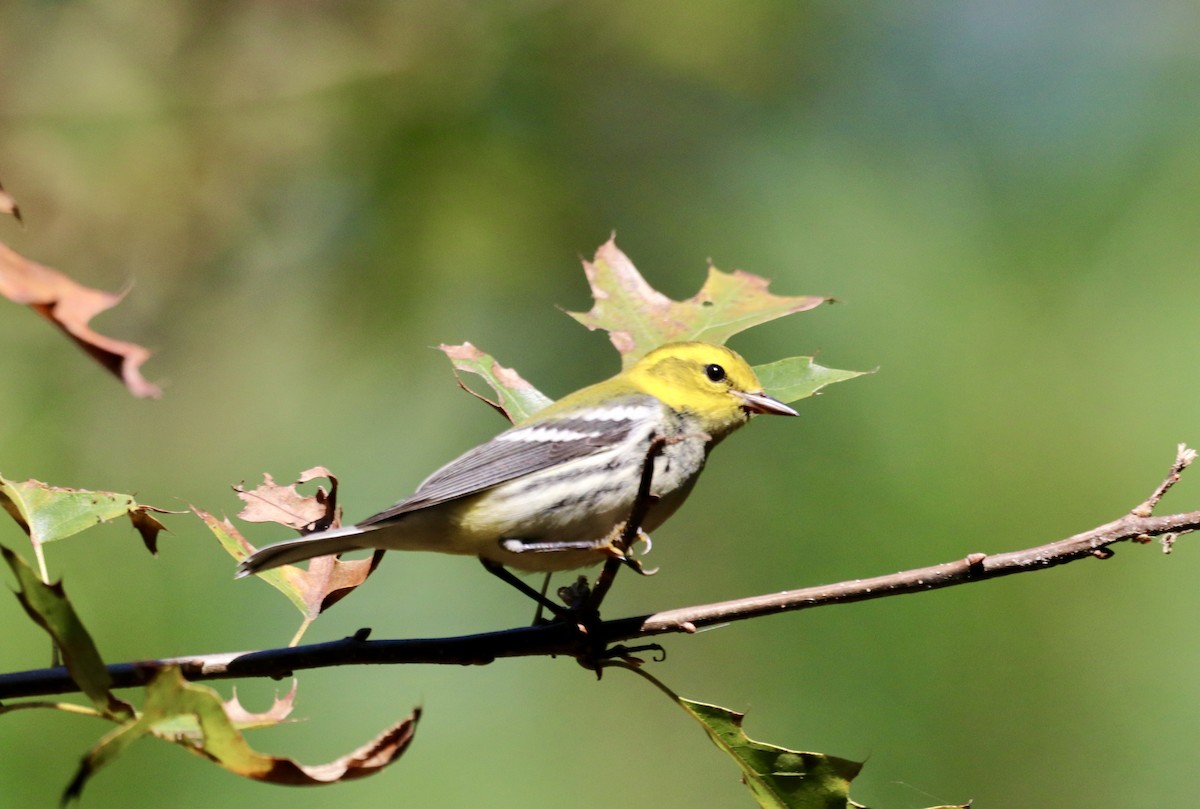 Black-throated Green Warbler - Andrew Larson