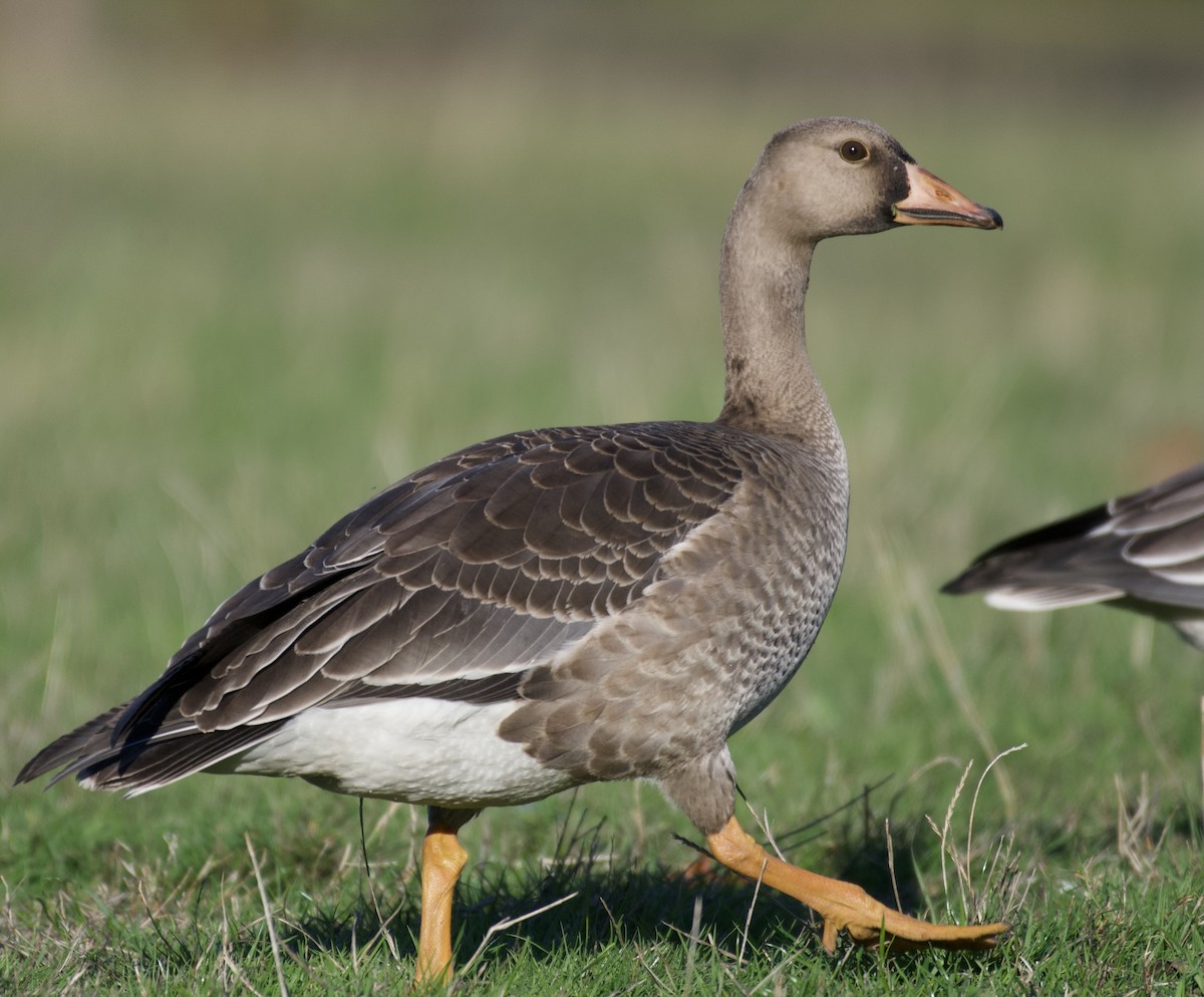 Greater White-fronted Goose - ML377438201