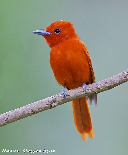 Adult male in ventral view (subspecies <em class="SciName notranslate">cinnamomea</em>) - Rufous Paradise-Flycatcher (Southern) - 