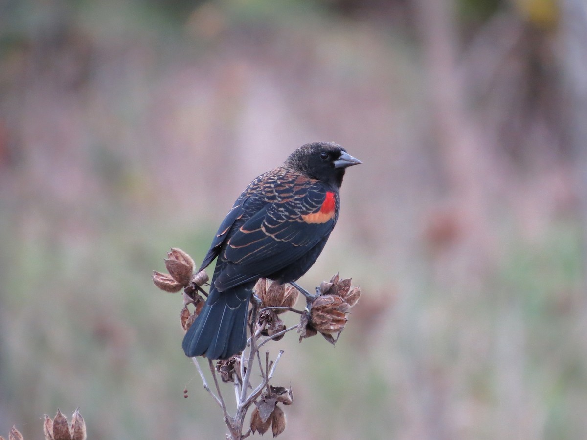 Red-winged Blackbird - ML37744051