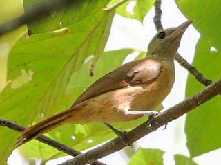  - Northern Variable Pitohui