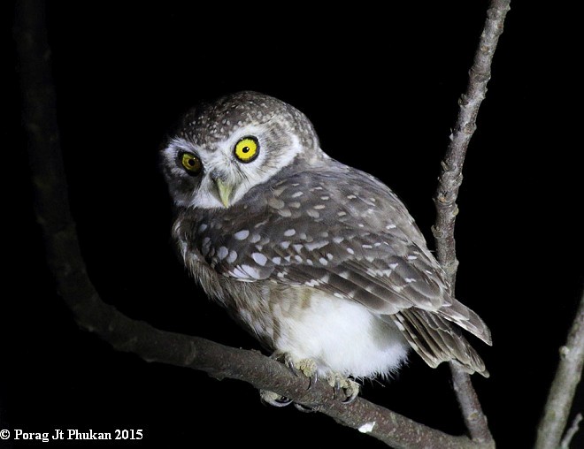 Spotted Owlet - ML377447401