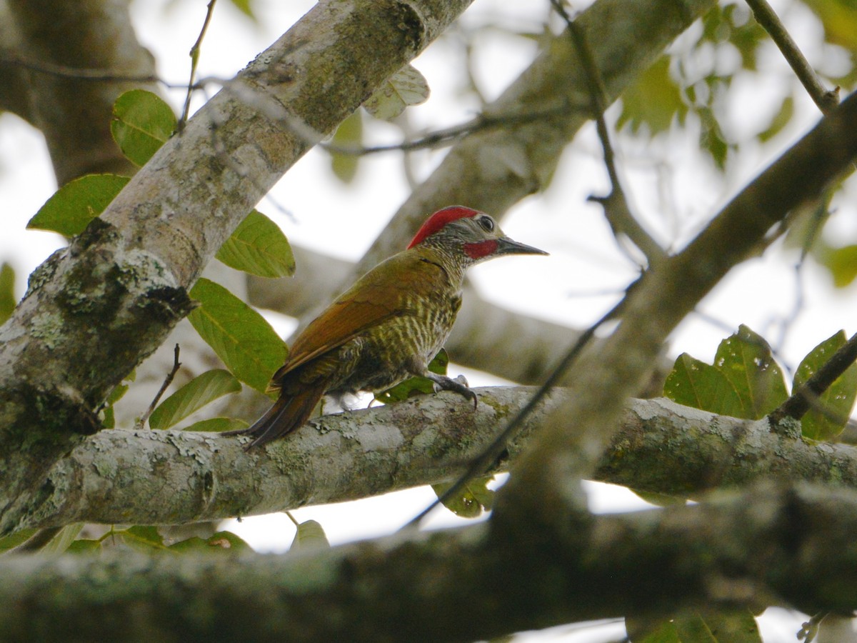 Golden-olive Woodpecker (Bronze-winged) - ML37745221