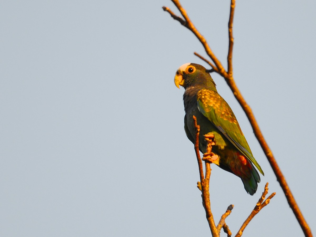 White-crowned Parrot - ML37745251