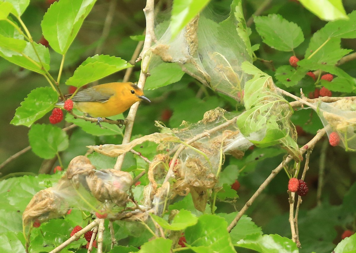 Prothonotary Warbler - Tim Lenz